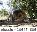 日陰でまどろむライオン 106474606