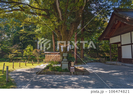 山梨 武田神社(躑躅ヶ崎館跡)境内の夏景色 山梨 武田神社(躑躅ヶ崎館跡)境内の夏景色 106474821