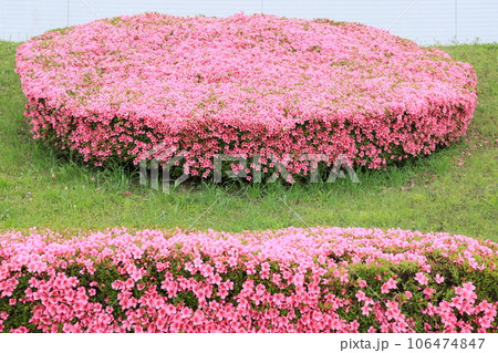 春の隅田川堤防を彩るよく手入れされたさつきの植栽 春の隅田川堤防を彩るよく手入れされたさつきの植栽 106474847