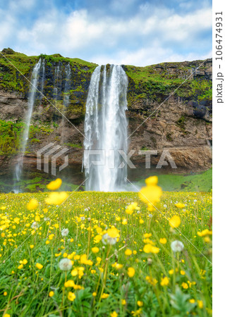 Seljalandsfoss waterfall flowing with yellow flower blooming in summer at Iceland Seljalandsfoss waterfall flowing with yellow flower blooming in summer at Iceland 106474931
