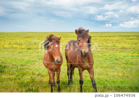 Brown mare and young foal living on meadow by stable Brown mare and young foal living on meadow by stable 106474936