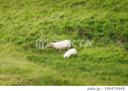 Flock of sheep grazing on grassland in countryside 106474948