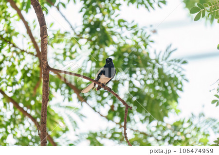 Common Magpie perched on tree branch in tropical garden Common Magpie perched on tree branch in tropical garden 106474959