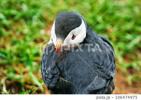 Atlantic puffin living on cliff of Atlantic Ocean during breeding season 106474975