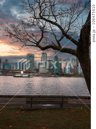 Wooden chair under the wilt maple tree in stanley park and illuminated cityscape by the bay in the evening at Vancouver 106475010