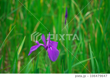 新緑あふれる木曽あやめ公園池のアヤメの花 新緑あふれる木曽あやめ公園池のアヤメの花 106479647