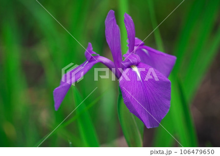 新緑あふれる木曽あやめ公園池のアヤメの花 106479650