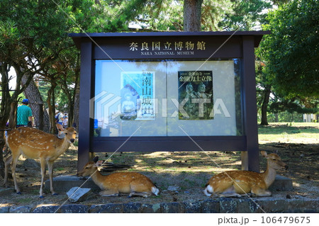 奈良公園　鹿のいる風景 106479675