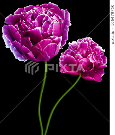 Purple    peonies flowers  on black isolated background with clipping path.  Flowers on the stem.  Closeup. For design. Nature. 106479750