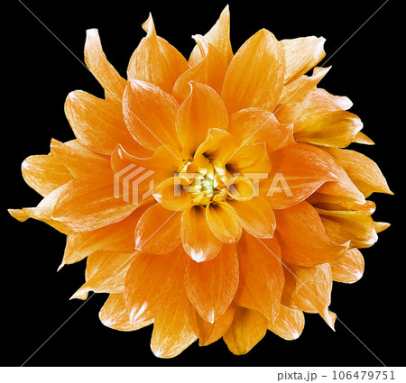 Watercolor orange  dahlia.  flower  on black isolated background with clipping path. Closeup. Flower on a green stem. Nature. 106479751