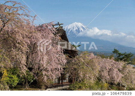 Saiko Iyashi no Sato thatched home with mt. Fuji and cherry tree 106479839