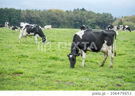 Black and whtie milk cows grazing grass at Asagiri Kogen farm Black and whtie milk cows grazing grass at Asagiri Kogen farm 106479853