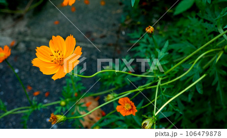 野生に咲くキバナコスモス 106479878