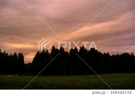 雨上がりに小岩井農場に広がるピンクの夕焼け 106480150