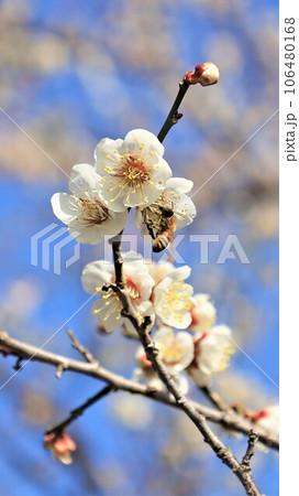 青空と梅の花 106480168
