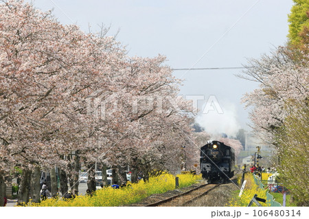 春の真岡鉄道SL 春の真岡鉄道SL 106480314