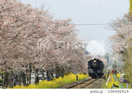春の真岡鉄道SL 春の真岡鉄道SL 106480424