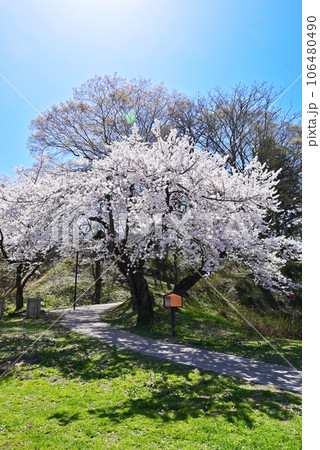 桜咲く飯山城趾公園　長野の桜の名所　長野の観光スポット　青空に映える満開の桜 106480490