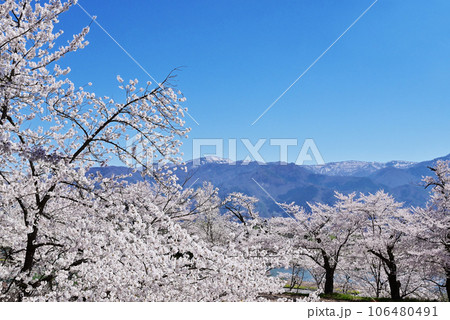 桜咲く飯山城趾公園 長野の桜の名所 長野の観光スポット 青空に映える満開の桜 桜咲く飯山城趾公園 長野の桜の名所 長野の観光スポット 青空に映える満開の桜 106480491