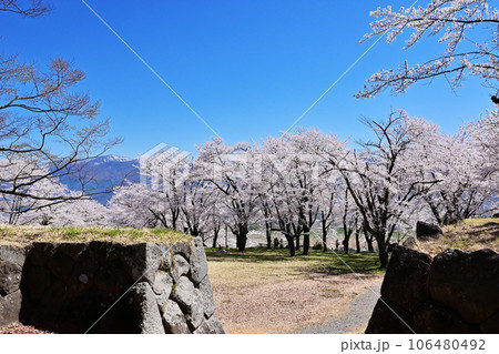 桜咲く飯山城趾公園 長野の桜の名所 長野の観光スポット 青空に映える満開の桜 桜咲く飯山城趾公園 長野の桜の名所 長野の観光スポット 青空に映える満開の桜 106480492