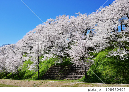 桜咲く飯山城趾公園 長野の桜の名所 長野の観光スポット 青空に映える満開の桜 桜咲く飯山城趾公園 長野の桜の名所 長野の観光スポット 青空に映える満開の桜 106480495