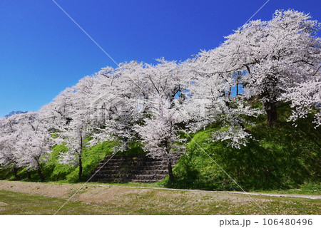 桜咲く飯山城趾公園 長野の桜の名所 長野の観光スポット 青空に映える満開の桜 桜咲く飯山城趾公園 長野の桜の名所 長野の観光スポット 青空に映える満開の桜 106480496