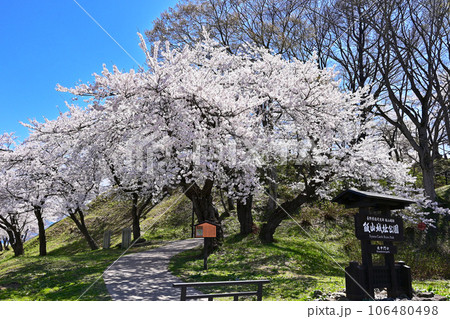 桜咲く飯山城趾公園 長野の桜の名所 長野の観光スポット 青空に映える満開の桜 桜咲く飯山城趾公園 長野の桜の名所 長野の観光スポット 青空に映える満開の桜 106480498