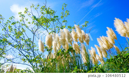 青空の下、風に揺れるパンパスグラス 106480512