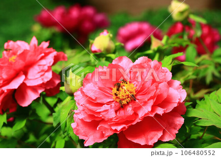 花 フラワー お花 106480552