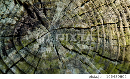 木目が特徴的な古木 木目が特徴的な古木 106480602