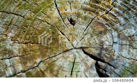 木目が特徴的な古木 木目が特徴的な古木 106480604