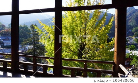 豊国神社 千畳閣の大銀杏 106480656