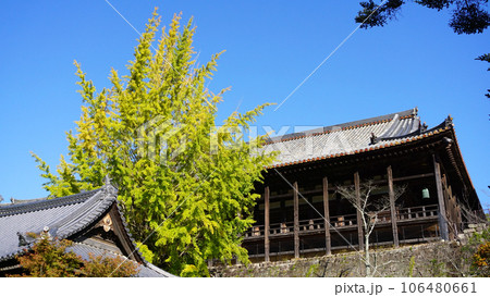 豊国神社 千畳閣の大銀杏 106480661