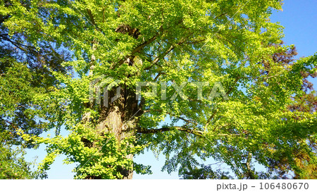 青空と緑の葉をつける銀杏 青空と緑の葉をつける銀杏 106480670