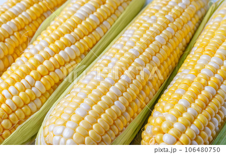 Fresh yellow sweet corn background, corncob with yellow and white grains close up. Fresh yellow sweet corn background, corncob with yellow and white grains close up. 106480750