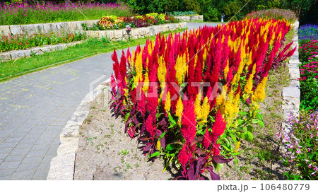 色鮮やかなケイトウ 106480779
