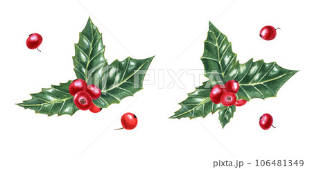 Winter natural decoration. Holly leaves. Evergreen shrub. Green ilex leaves with bunch of red berries. Watercolor illustration. For Christmas decoration Winter natural decoration. Holly leaves. Evergreen shrub. Green ilex leaves with bunch of red berries. Watercolor illustration. For Christmas decoration 106481349