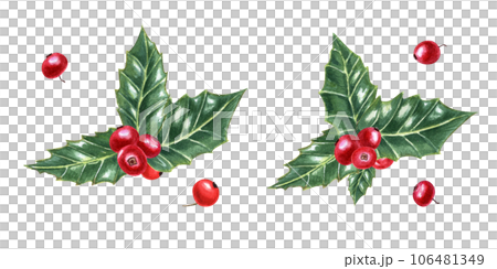 Winter natural decoration. Holly leaves. Evergreen shrub. Green ilex leaves with bunch of red berries. Watercolor illustration. For Christmas decoration Winter natural decoration. Holly leaves. Evergreen shrub. Green ilex leaves with bunch of red berries. Watercolor illustration. For Christmas decoration 106481349