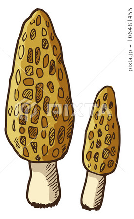 Morel color icon. Hand drawn forest mushroom 106481455