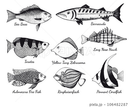 Different types of fish by Unbekannt Unbekannt