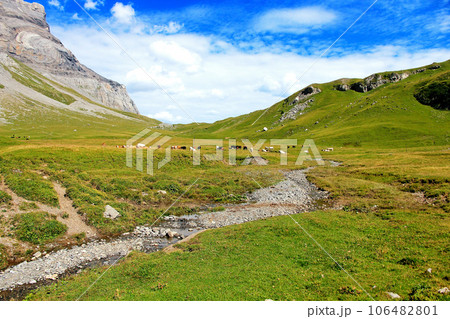 Picturesque Swiss Alpine landscape with grazing cows against the backdrop of high mountains. 106482801