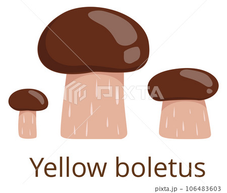 Yellow boletus. Brown cap mushroom color icon Yellow boletus. Brown cap mushroom color icon 106483603