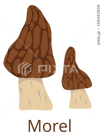 Morel fungus color icon. Conical cup mushroom 106483609