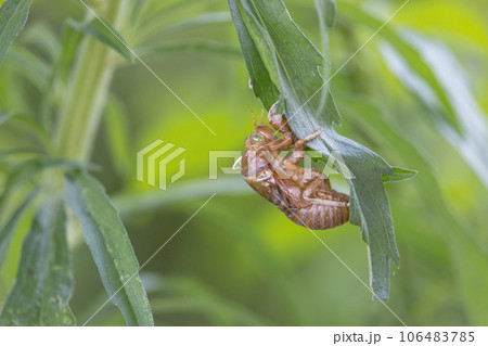 葉に残るセミの抜け殻 106483785