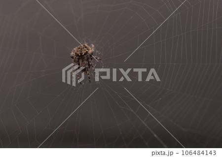 Close up macro shot spider (garden orb weaving spider) climbs on the web. 106484143