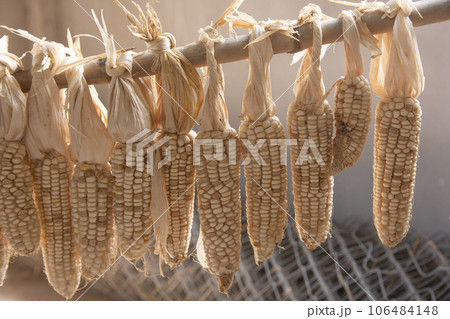 Ripe dried corn cobs hanging on the Bamboo rail. 106484148
