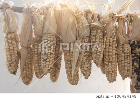 Ripe dried corn cobs hanging on the Bamboo rail. 106484149