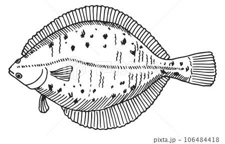 Flounder sketch. Hand drawn sea fish engraving 106484418