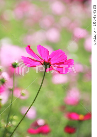 可愛いピンクのコスモスの花 可愛いピンクのコスモスの花 106484588