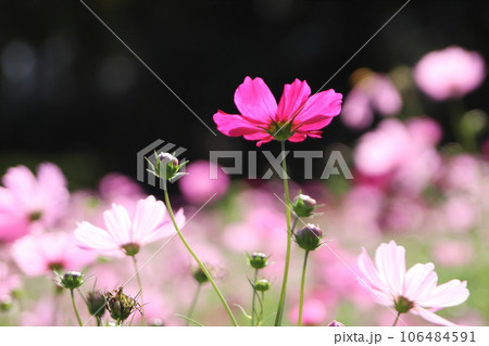逆光に輝くコスモスの花 逆光に輝くコスモスの花 106484591